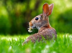 Easter Family Event